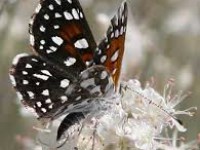 Nově objevený aljašský motýl může přispět k výzkumu změn klimatu