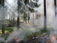 Lesy jsou opět suché, pozor na otevřený oheň