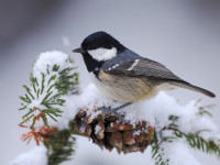 Ptáci a mrazivé počasí