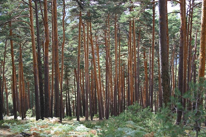 Hustý porost borového lesa