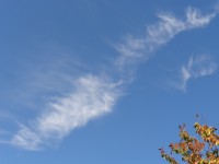 Cirrus vertebratus