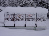 úly pod sněhem