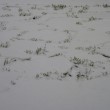 Sníh na trávě