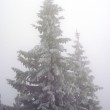 Stromek na Lysé hoře