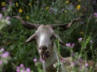 Portugalsko sází v boji proti požárům na kozy