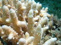 Vědci vytváří tzv. "super" korál, který by mohl odvrátit ničivé dopady oteplování oceánů