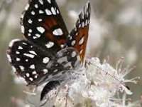 Nově objevený aljašský motýl může přispět k výzkumu změn klimatu