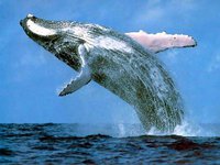 Velryby jsou výborným zdrojem informací o vývoji klimatu v Arktidě