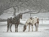 Výrazně se ochladí, ve dne k 10 °C a na horách začne sněžit