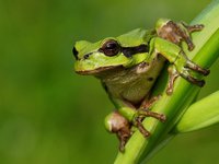 Kdo je nejlepší zvířecí meteorolog – rosnička, vlaštovka nebo třeba včelka?