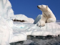 Roztál polární arktický led o velikosti Indie