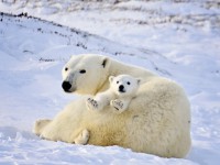 Strasti ledních medvědů