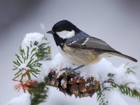 Ptáci a mrazivé počasí