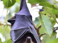 Tisíce mrtvých kaloňů za sebou zanechala vlna horka v Austrálii