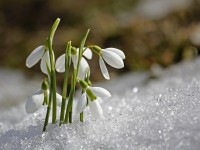 Únor 2017 skončí teplotně nadprůměrný