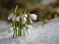 Únor 2017 skončí teplotně nadprůměrný