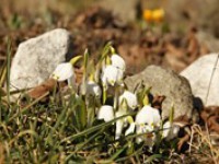 Jara si plně užijeme v sobotu s teplotami okolo 15 °C