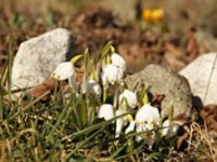 Jara si plně užijeme v sobotu s teplotami okolo 15 °C