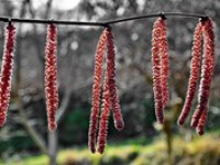 Teploty porostou nad 15 °C, místy se ukáže slunce