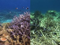 Další studie potvrzuje, že je Velký bariérový útes ve velkém ohrožení