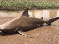 V Austrálii „pršeli“ žraloci z nebe