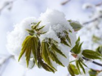 Zima se vrací, sníh se vyskytne ve všech polohách