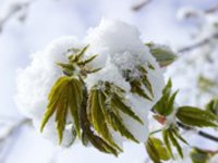 Zima se vrací, sníh se vyskytne ve všech polohách