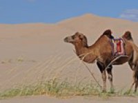 Přiletí saharský písek