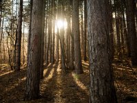 Teplé zimy lesům neprospívají