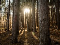 Teplé zimy lesům neprospívají