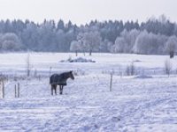 Krutý mráz, sevře nás