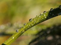 Za noc může vzniknout až 0,3 mm rosy