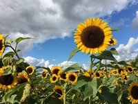 Teplot nad 20 °C si užijeme v druhé polovině pracovního týdne