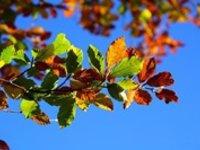 Teploty porostou na 20 °C, na začátku týdne však mráz