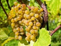 Změna klimatu má vliv na produkci vína ve Francii