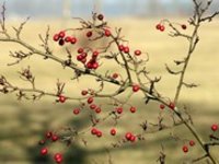 V polovině týdne až 11 °C