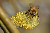 V sobotu přeháňky, na horách sněhové