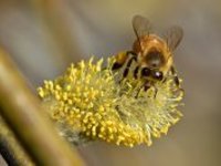 V sobotu přeháňky, na horách sněhové