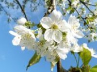 Víkendové noční mrazy