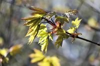 Teploty porostou k 20 °C