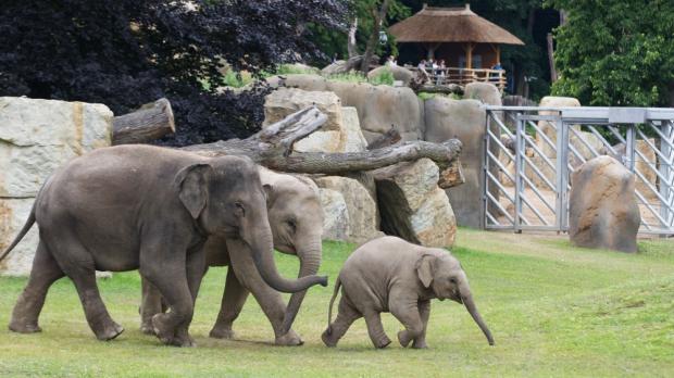 Pražská zoo a sloni
