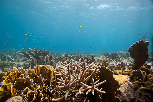Korálové útesy s rybami na dně oceánu