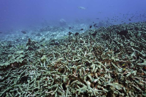 Nemocné korálové útesy