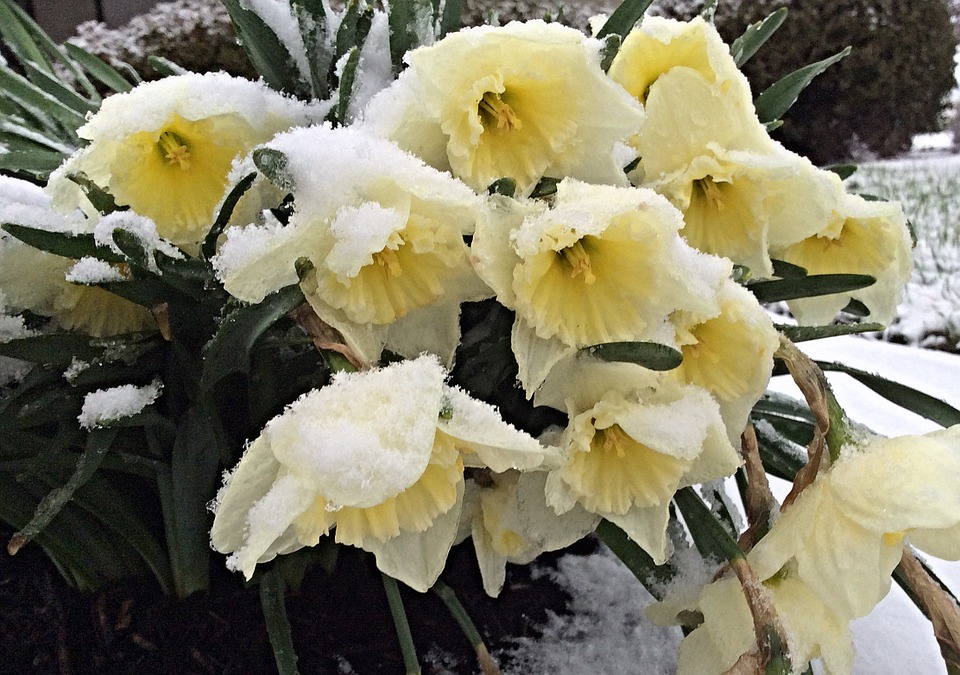 Narcisy pod sněhem a trochu přimrzlé