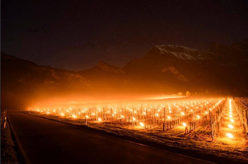 Snaha o ochranu vinohradů svícemi před jarními mrazíky
