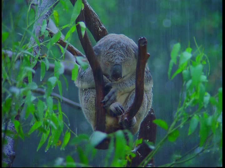 Medvídek Koala v dešti