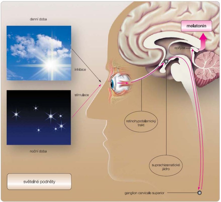 Světelné podněty postupují až do melatoniny a určují rozdíly mezi dnem a nocí