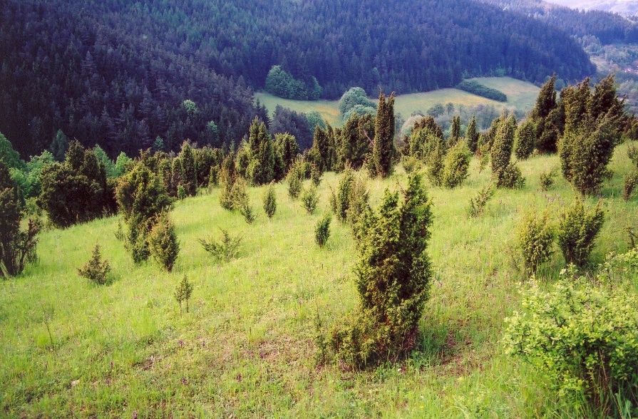 Hojný výskyt jalovce na louce