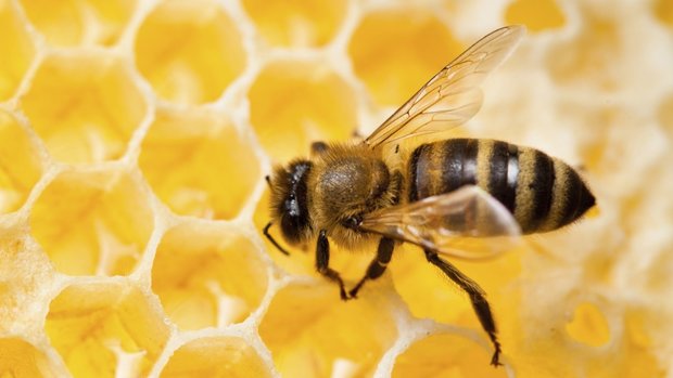 Včela v úle na svém plástu