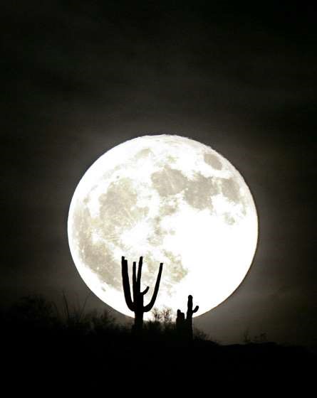 Měsíc v úplňu za kaktusy